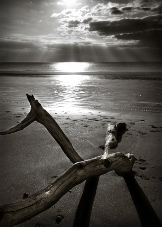 B/W image of driftwood on beach at sunset